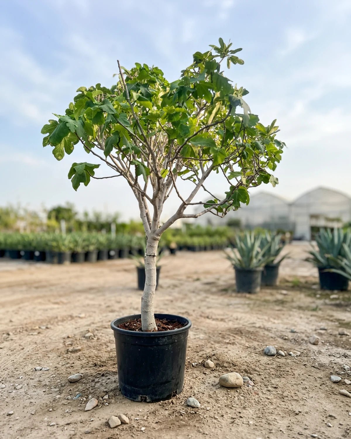 Common Fig (Ficus carica) | 1.5–2.0 m - Acacia Garden Center