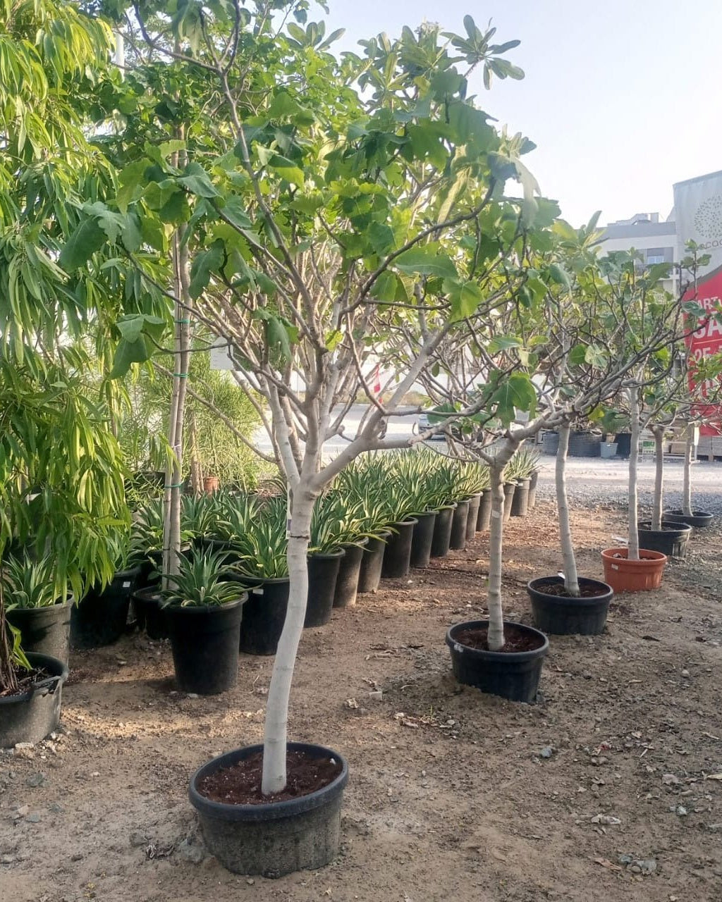 Common Fig (Ficus carica) | 1.5–2.0 m - Acacia Garden Center