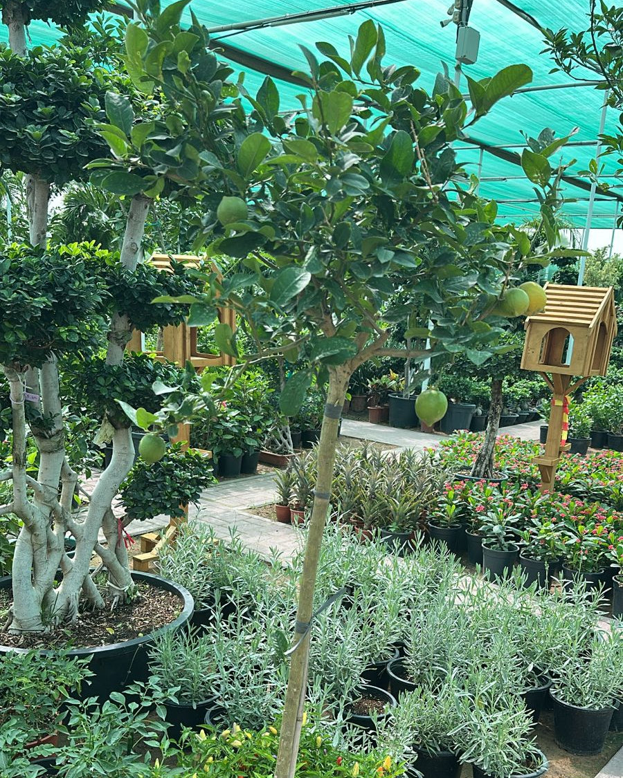 Common Fig Tree (Ficus carica) | Type 1A Standard, 1.2–1.5 m - Acacia Garden Center