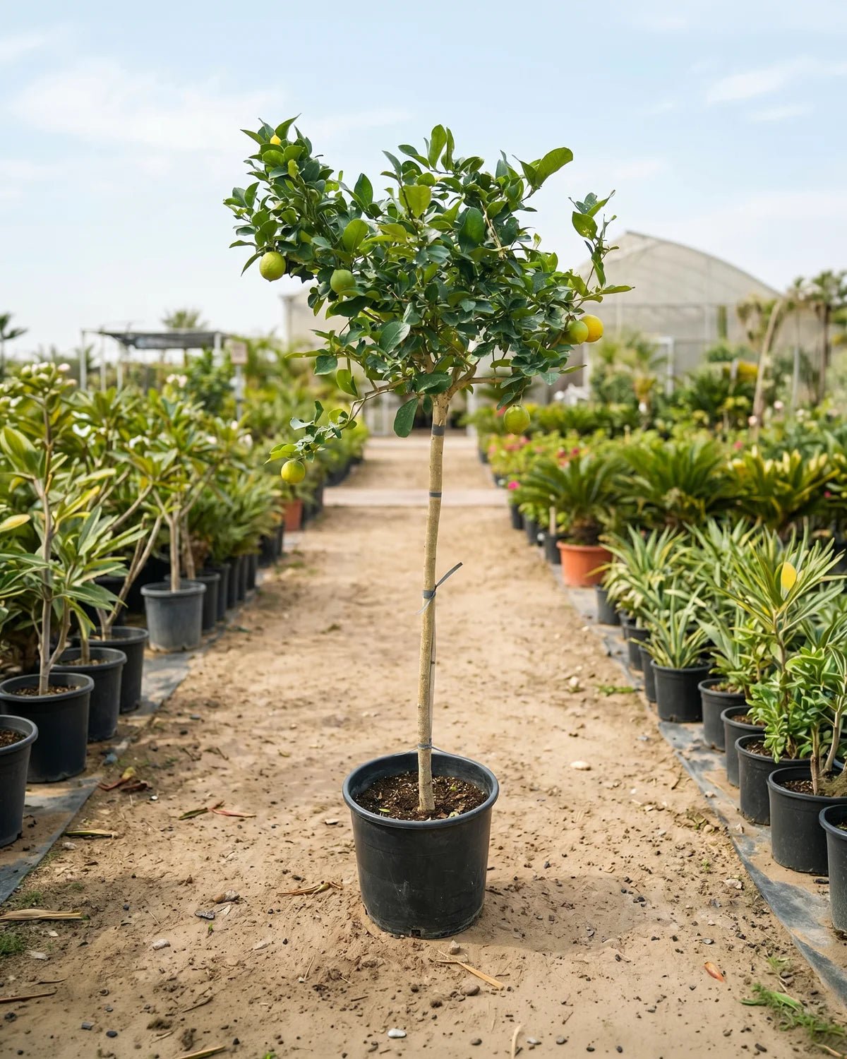 Common Fig Tree (Ficus carica) | Type 1A Standard, 1.2–1.5 m - Acacia Garden Center