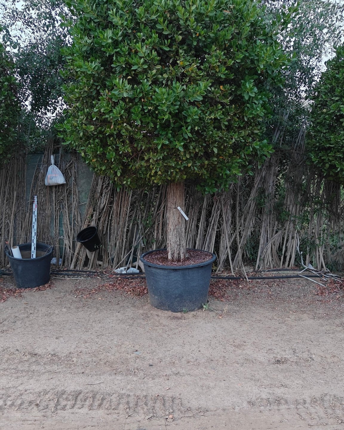 Conocarpus Erectus (Saudi or Damas Tree) - Acacia Garden Center