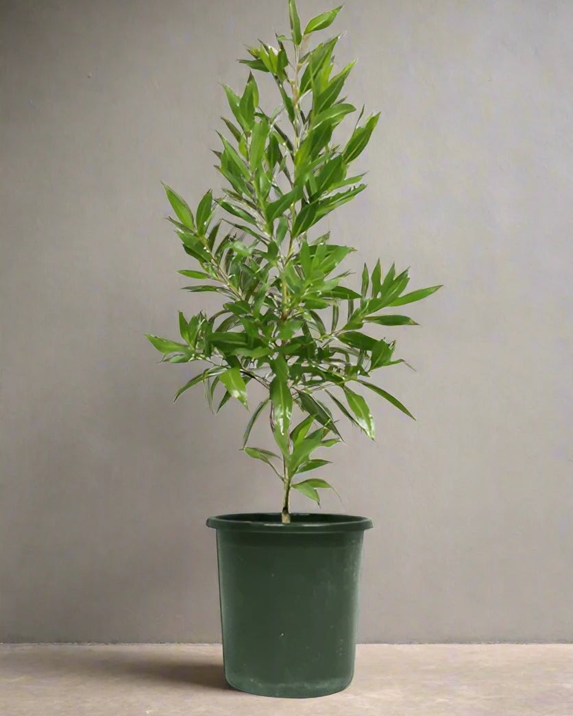 Conocarpus Erectus (Saudi or Damas Tree) - Acacia Garden Center