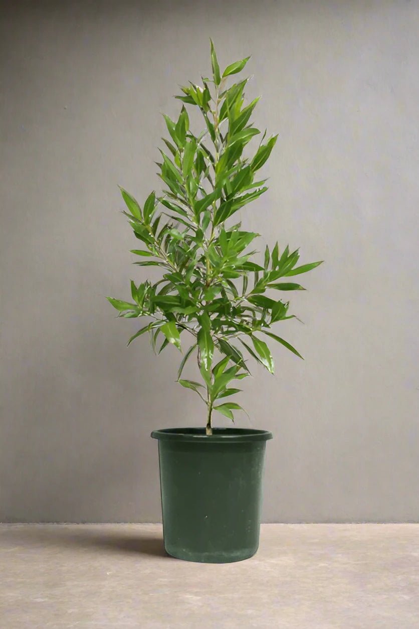 Conocarpus Erectus (Saudi or Damas Tree) - Acacia Garden Center