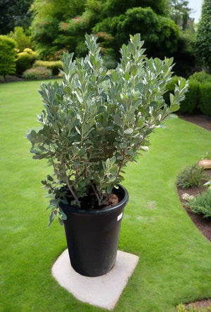 Conocarpus Sericeus (Silver Buttonwood) | 40 - 50 cm - Acacia Garden Center