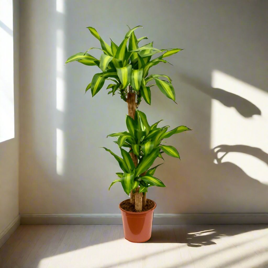 Corn Plant (Dracaena Massangeana) - Acacia Garden Center