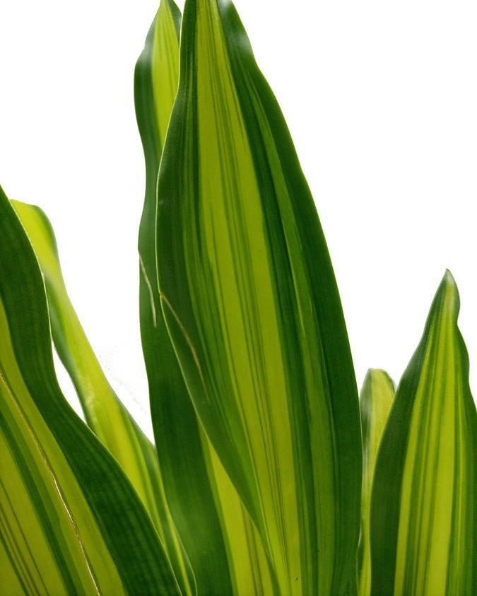 Corn Plant (Dracaena massangeana) | 60–70 cm - Acacia Garden Center
