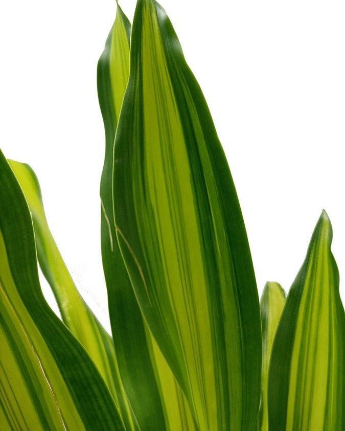 Corn Plant (Dracaena massangeana) | 60–70 cm - Acacia Garden Center