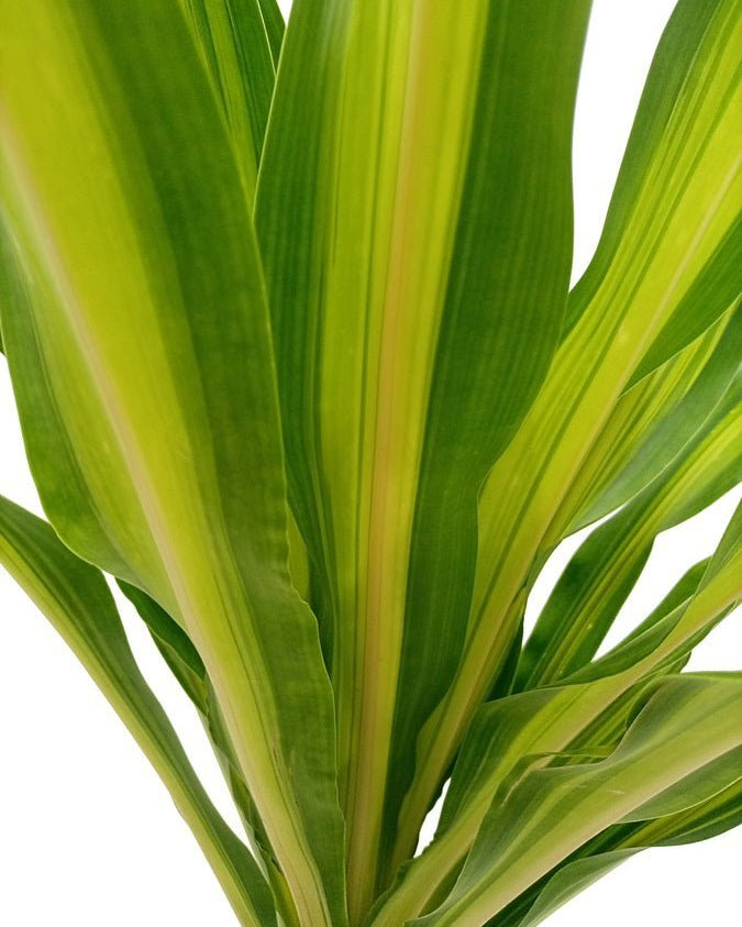 Corn Plant (Dracaena massangeana) | 60–70 cm - Acacia Garden Center