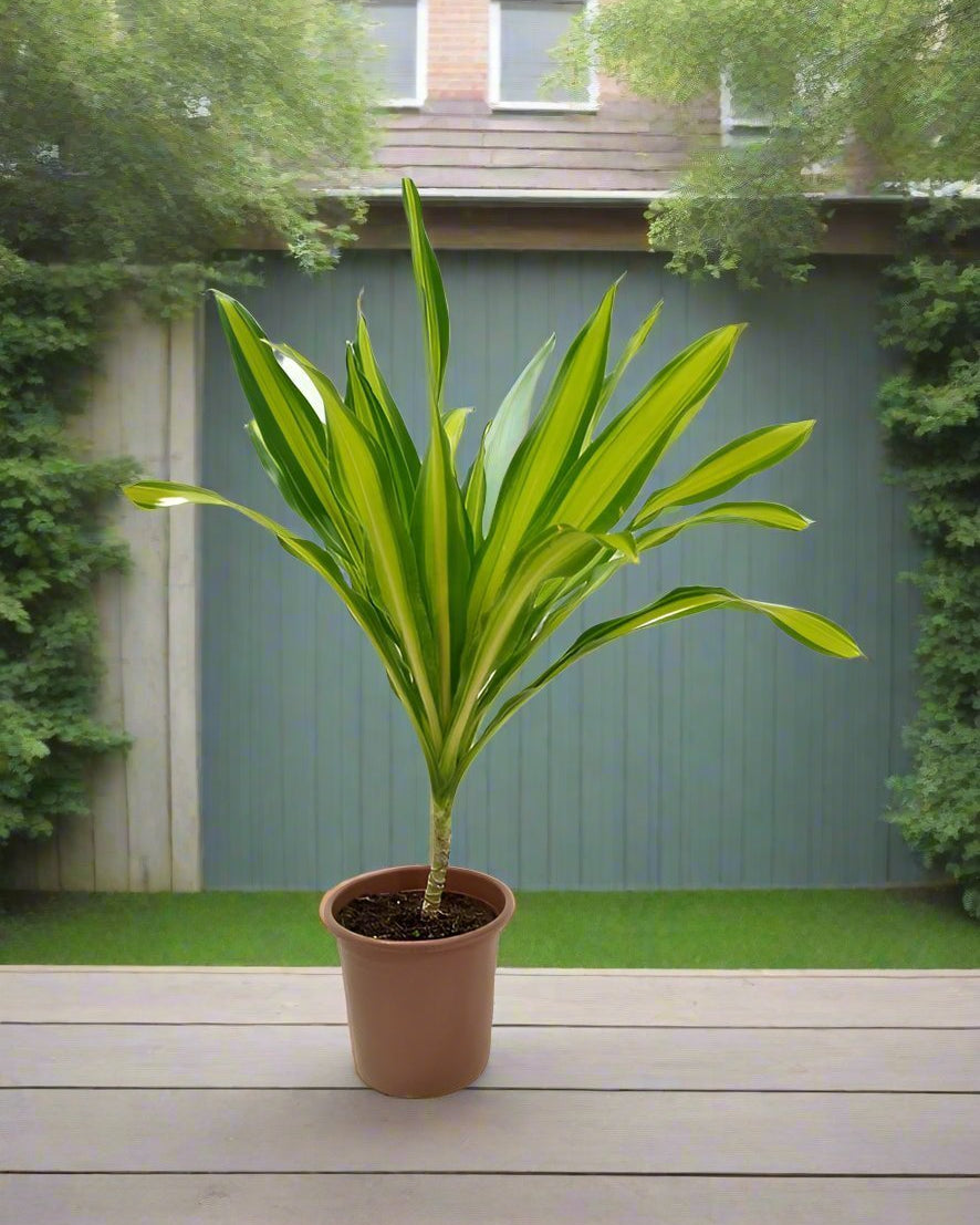 Corn Plant (Dracaena massangeana) | 60–70 cm - Acacia Garden Center