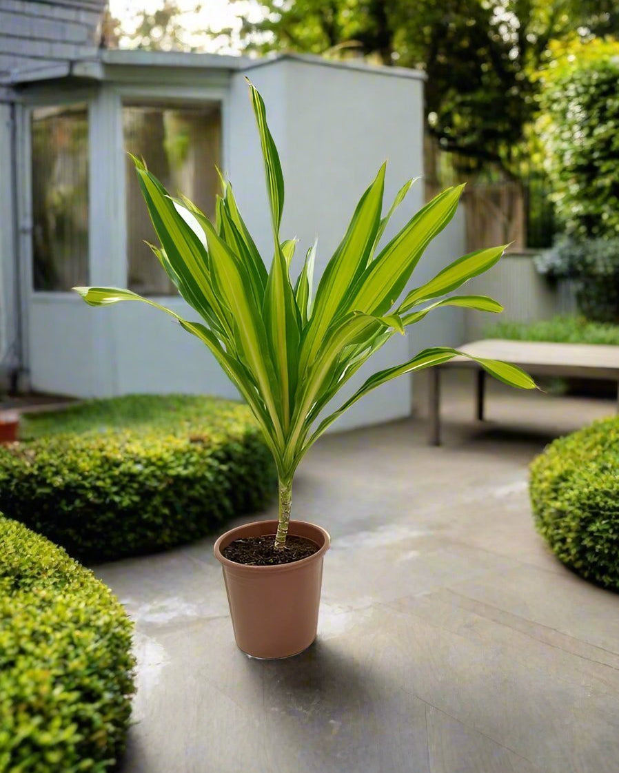 Corn Plant (Dracaena massangeana) | 60–70 cm - Acacia Garden Center