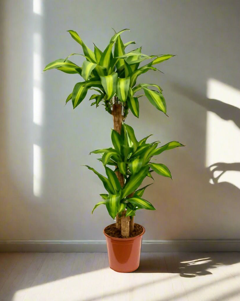 Corn Plant (Dracaena massangeana) | Multi - Stem - Acacia Garden Center