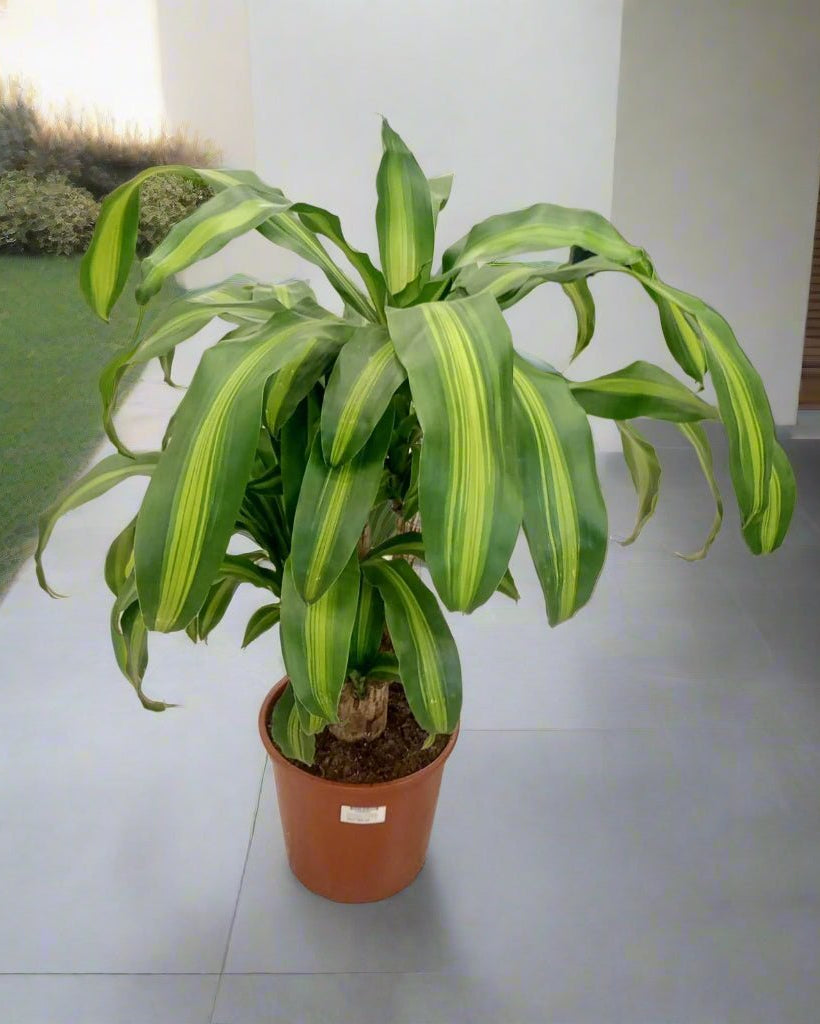 Corn Plant (Dracaena Massangeana) | Potted, 70–80 cm - Acacia Garden Center