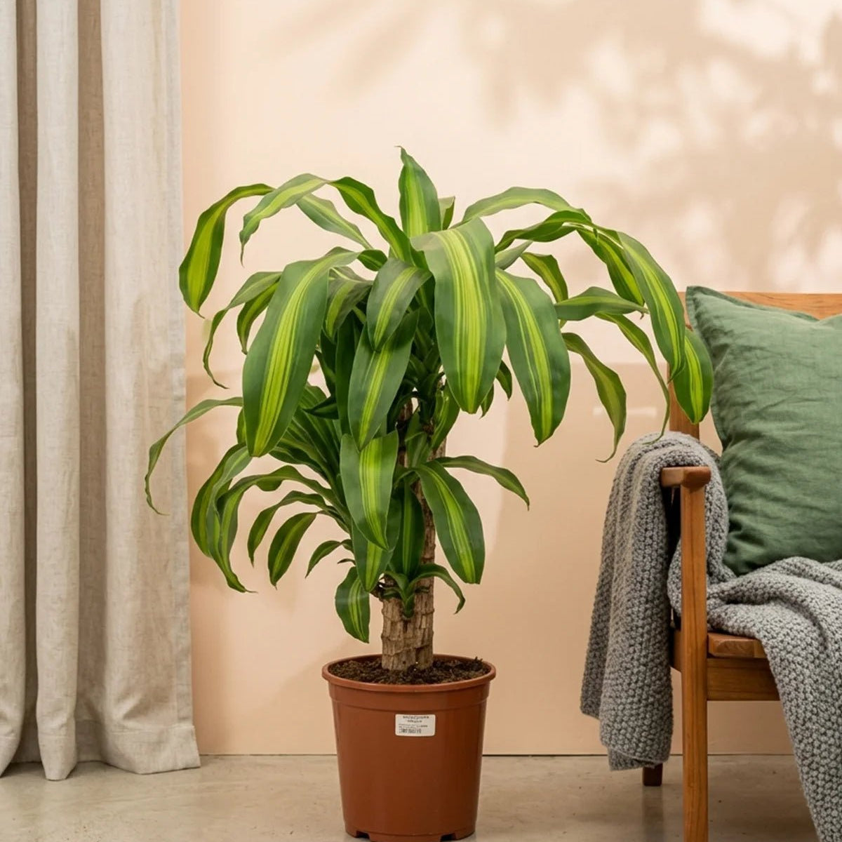 potted corn plant Corn Plant (Dracaena Massangeana)