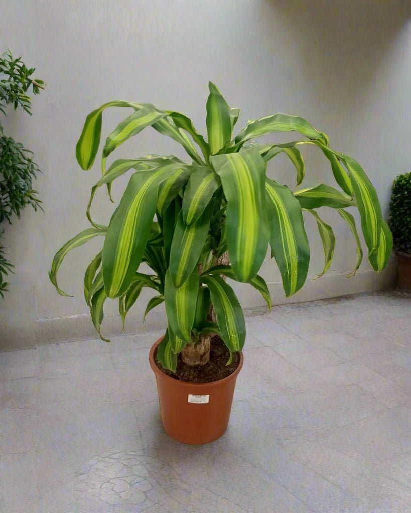 Corn Plant (Dracaena Massangeana) | Potted, 70–80 cm - Acacia Garden Center