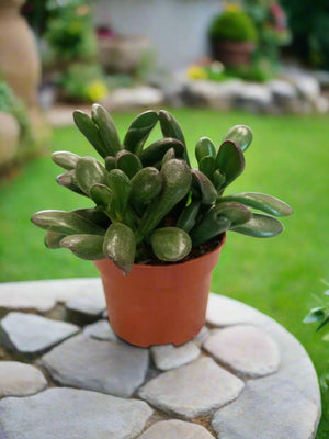 Crassula Ovata (Jade | Friendship plant) | 10 - 15cm - Acacia Garden Center