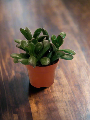 Crassula Ovata (Jade | Friendship plant) | 10 - 15cm - Acacia Garden Center