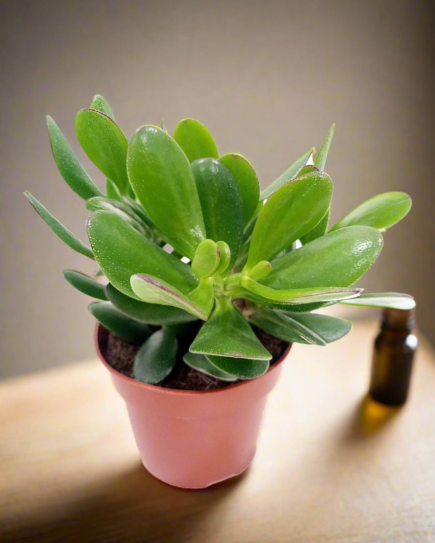 Crassula Ovata (Jade Plant) | 10 - 12cm - Acacia Garden Center