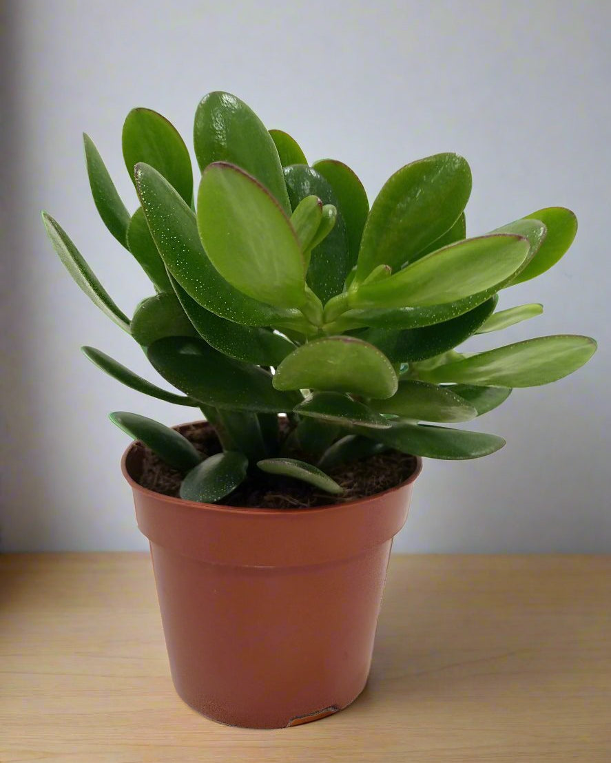 Crassula Ovata (Jade Plant) | 10 - 12cm - Acacia Garden Center