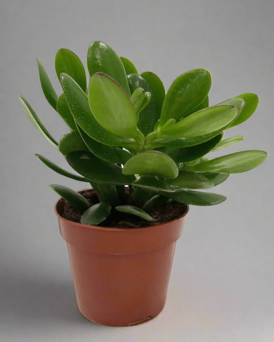 Crassula Ovata (Jade Plant) | 10 - 12cm - Acacia Garden Center