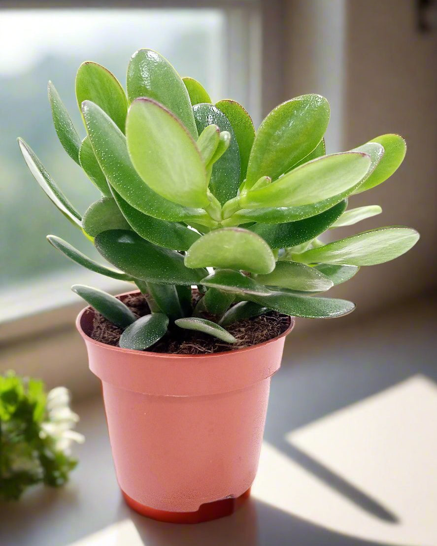 Crassula Ovata (Jade Plant) | 10 - 12cm - Acacia Garden Center