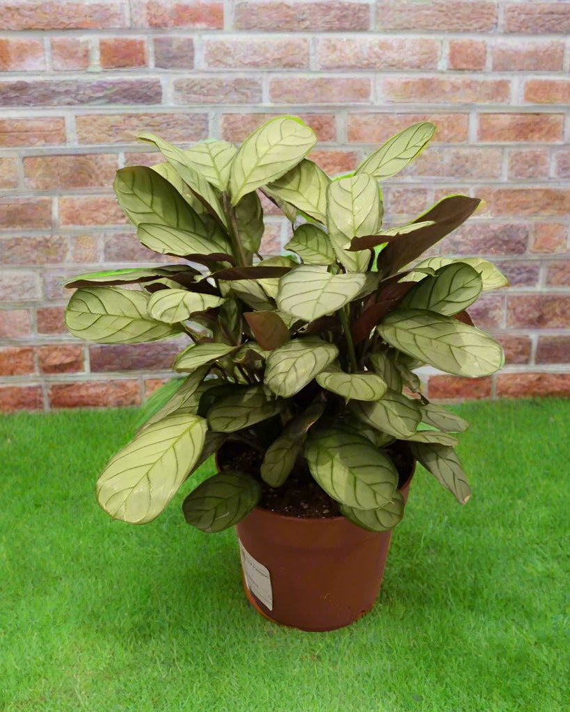Ctenanthe burle - marxii (Calathea fishbone prayer | Never - never) | 50 - 60 cm - Acacia Garden Center