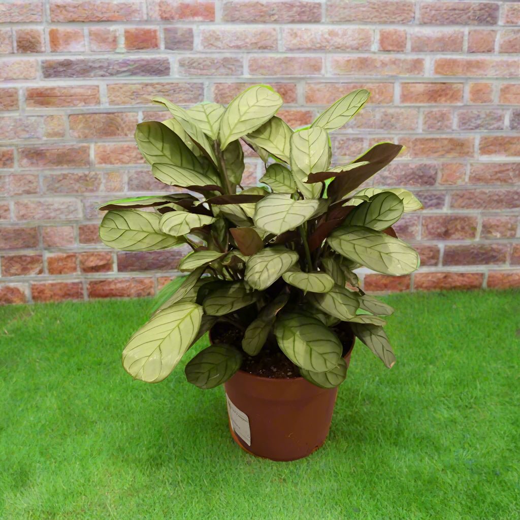 Ctenanthe burle - marxii (Calathea fishbone prayer | Never - never) | 50 - 60 cm - Acacia Garden Center