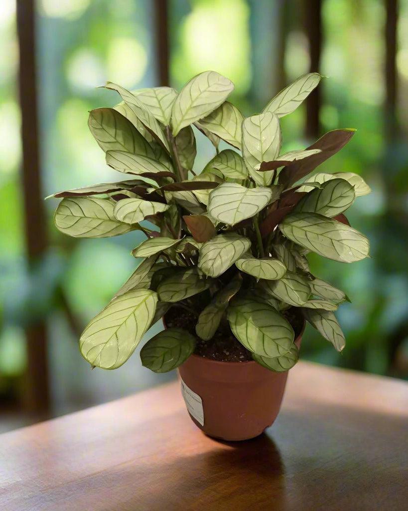 Ctenanthe burle - marxii (Calathea fishbone prayer | Never - never) | 50 - 60 cm - Acacia Garden Center