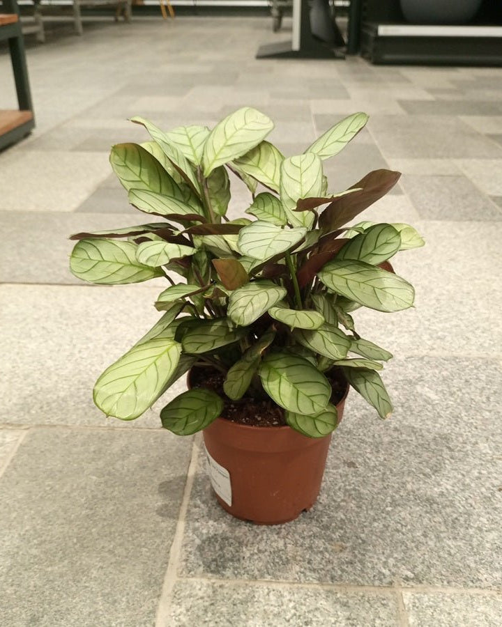Ctenanthe burle - marxii (Calathea fishbone prayer | Never - never) | 50 - 60 cm - Acacia Garden Center