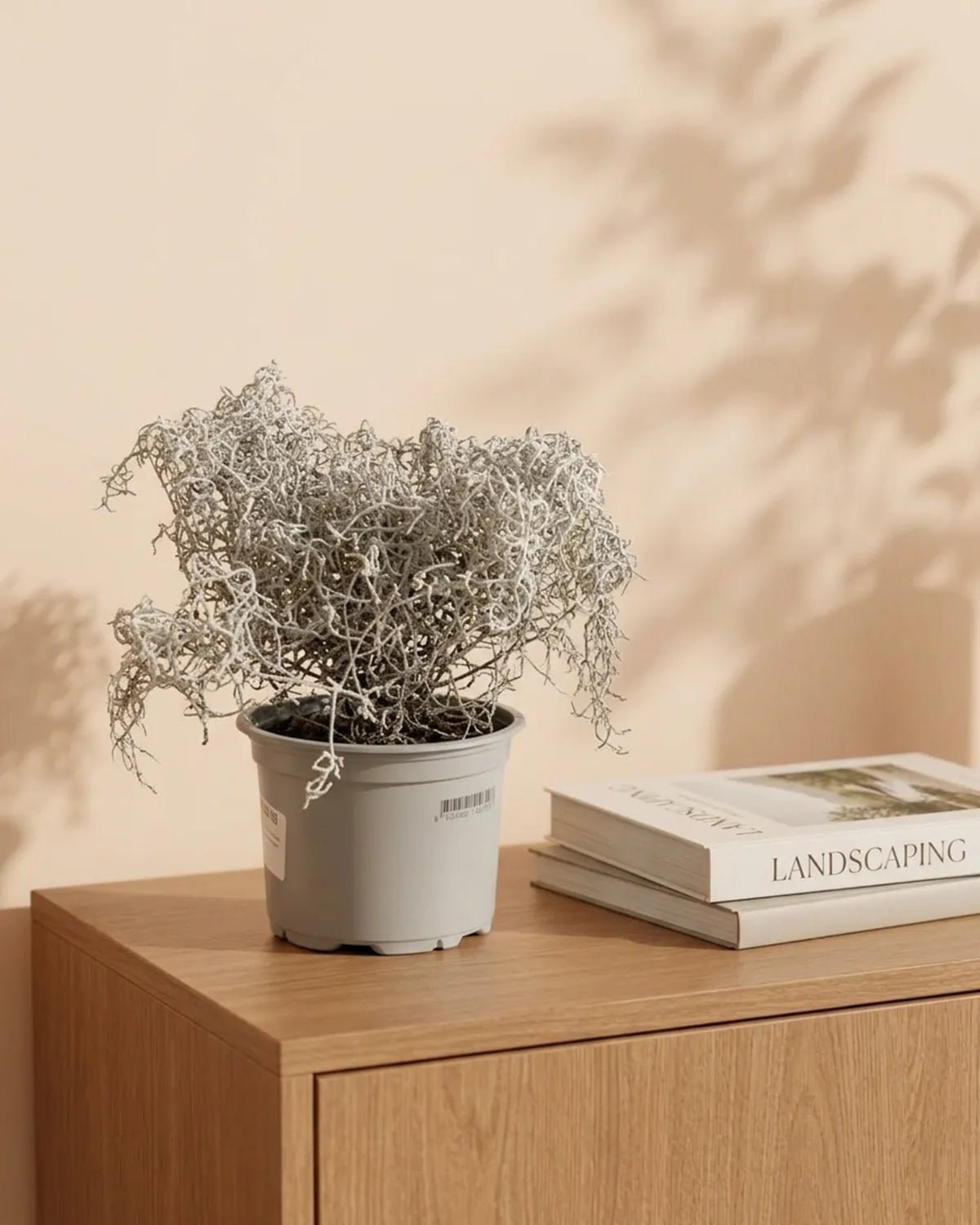 Cushion Bush (Leucophyta brownii) | Compact Silver Foliage, 10–15 cm - Acacia Garden Center