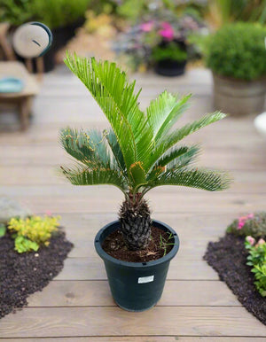 Cycads Cycas Revoluta (Sago Palm) | 60 - 70cm - Acacia Garden Center
