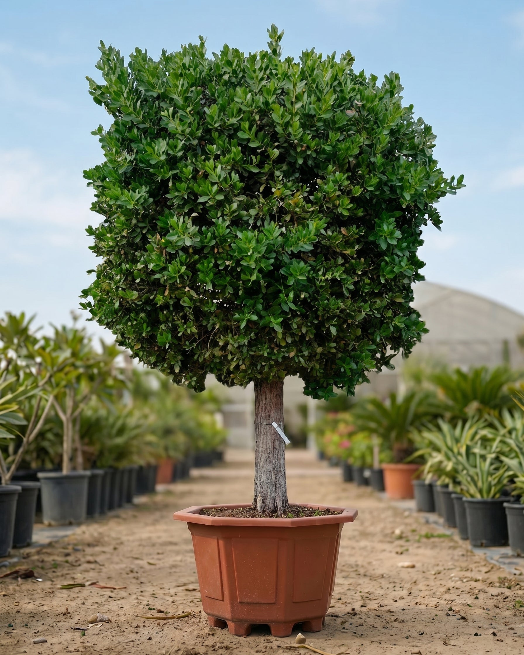 Damas Tree (Conocarpus erectus) | Multiple Sizes - Acacia Garden Center