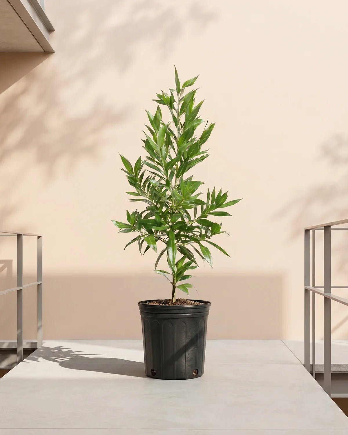 Damas Tree (Conocarpus erectus) | Multiple Sizes - Acacia Garden Center