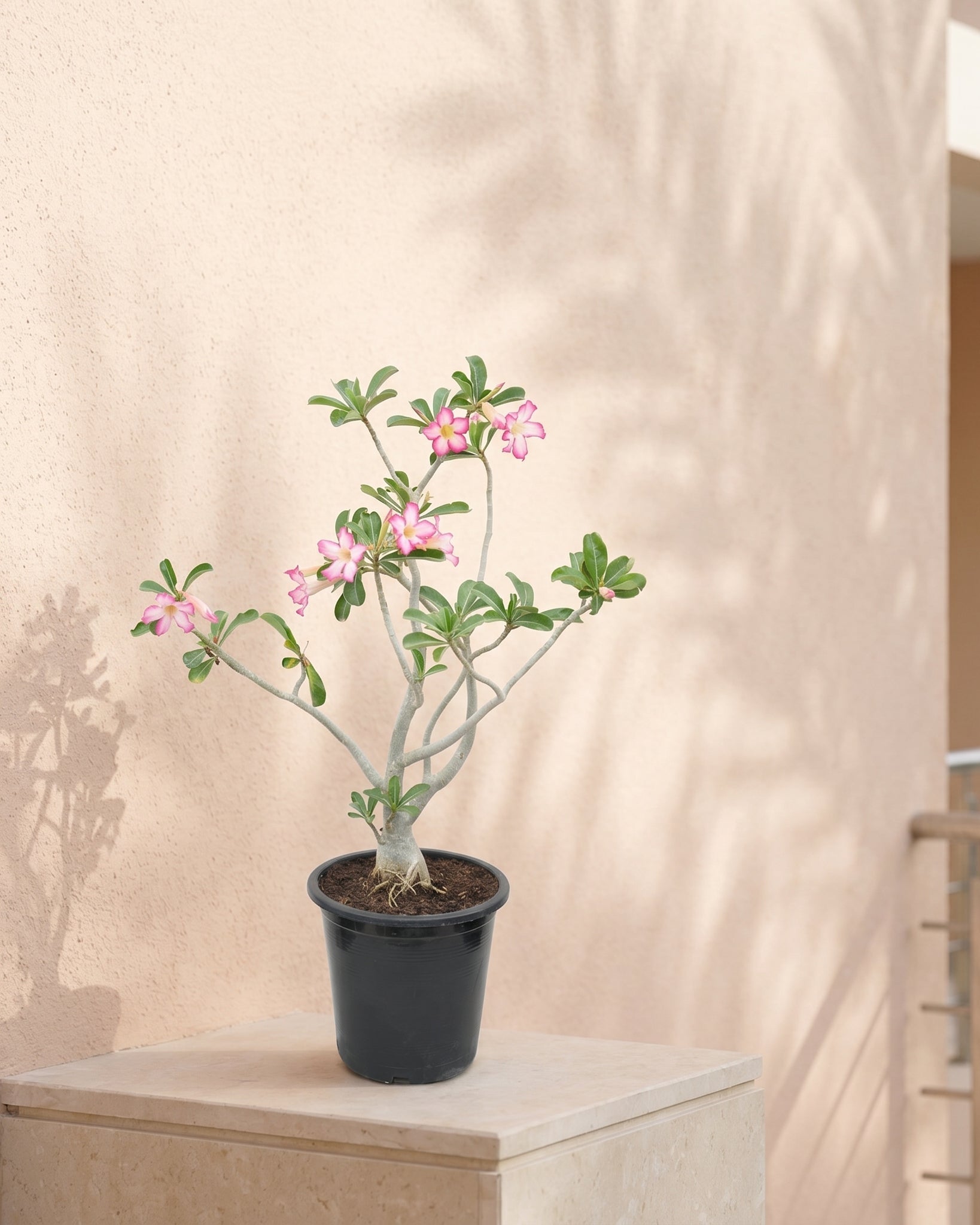Desert Rose (Adenium obesum) | Sculptural Succulent, 40–50 cm / 60–70 cm / 90–100 cm - Acacia Garden Center