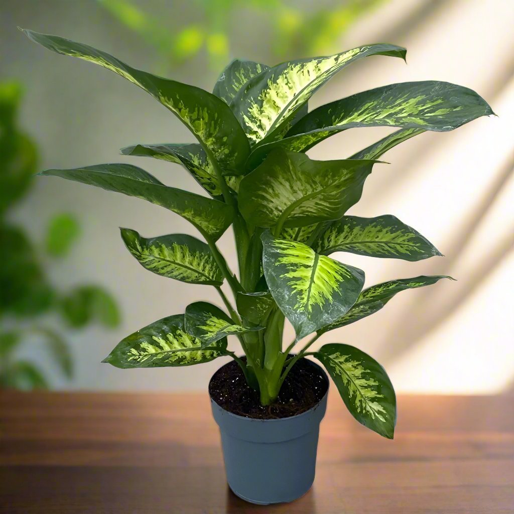 Dieffenbachia Amoena(Dieffenbachia tropic snow | Dumb cane) | 70 - 80cm - Acacia Garden Center