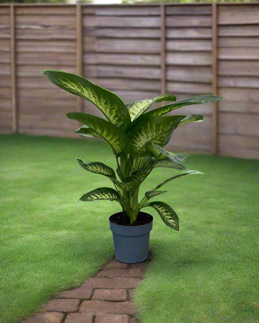 Dieffenbachia Amoena(Dieffenbachia tropic snow | Dumb cane) | 70 - 80cm - Acacia Garden Center