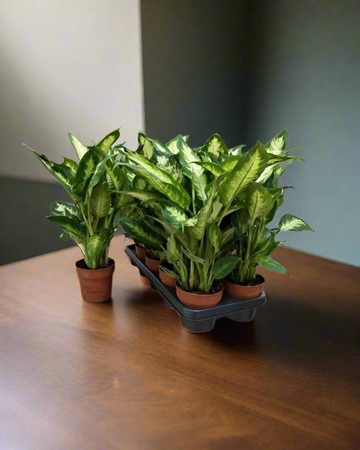 Dieffenbachia Cammellia (Dumb Cane) | 30 - 40cm - Acacia Garden Center