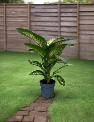 Dieffenbachia Seguine (Tropic Snow) | 1.0 - 1.2m - Acacia Garden Center