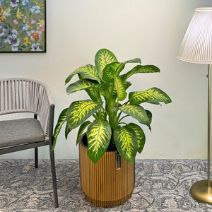 Dieffenbachia Seguine (Tropic Snow) | 1.0 - 1.2m - Acacia Garden Center