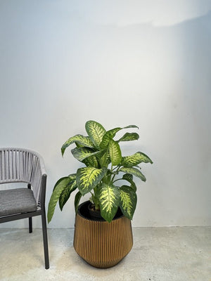 Dieffenbachia Seguine (Tropic Snow) | 1.0 - 1.2m - Acacia Garden Center