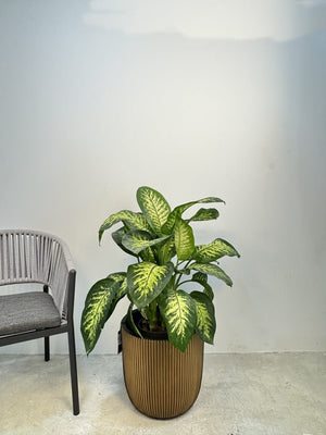 Dieffenbachia Seguine (Tropic Snow) | 1.0 - 1.2m - Acacia Garden Center