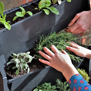 DIY Greenwall PlantBlox, Vertical Gardening - Acacia Garden Center