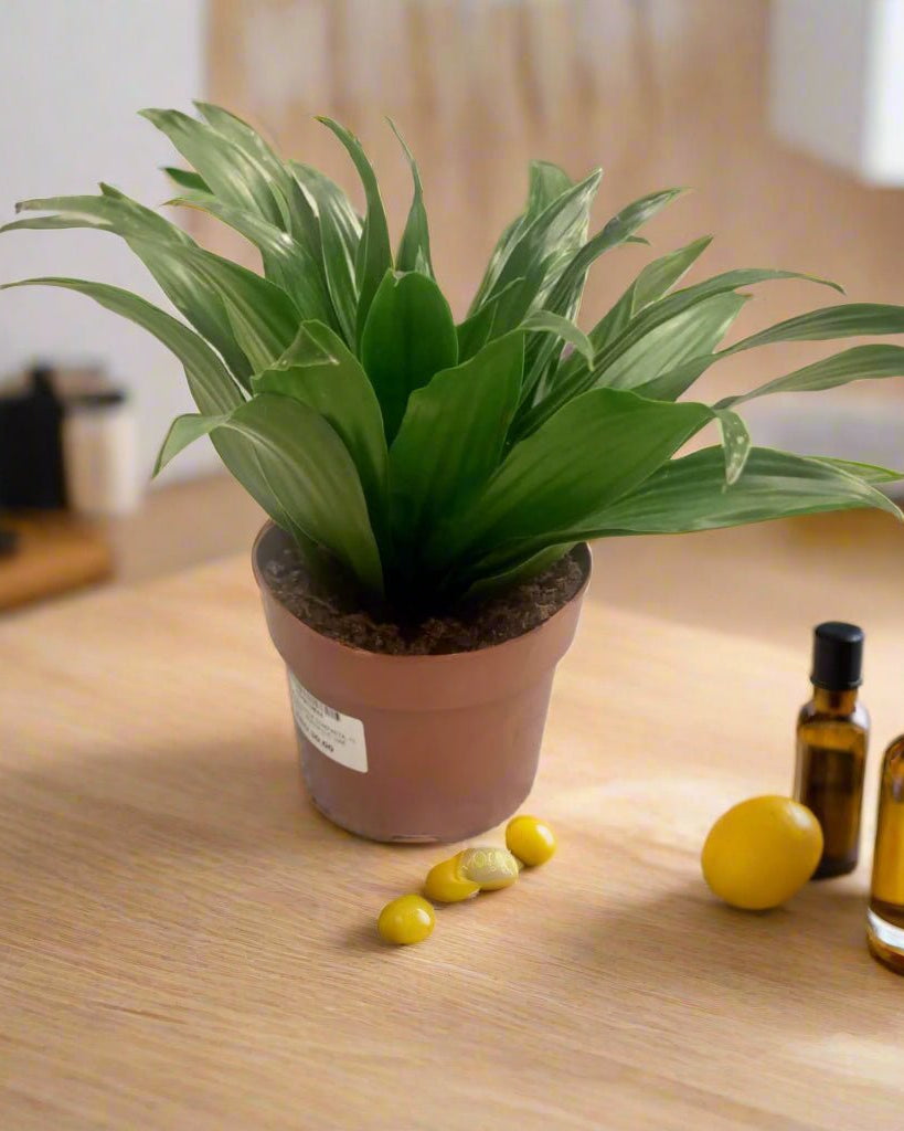 Dracaena Compacta | 10 - 12 cm - Acacia Garden Center