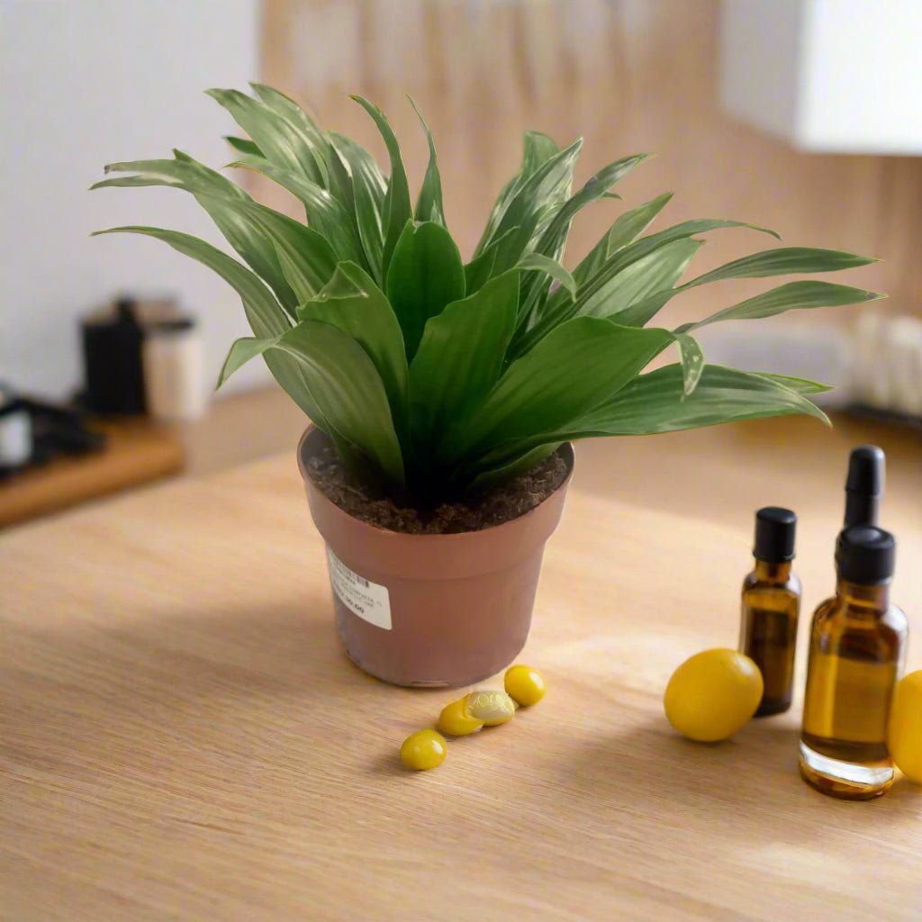 Dracaena Compacta | 10 - 12 cm - Acacia Garden Center