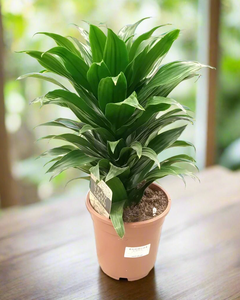 Dracaena Compacta (Dracaena fragrans ‘Compacta’) | Potted, 50–60 cm - Acacia Garden Center