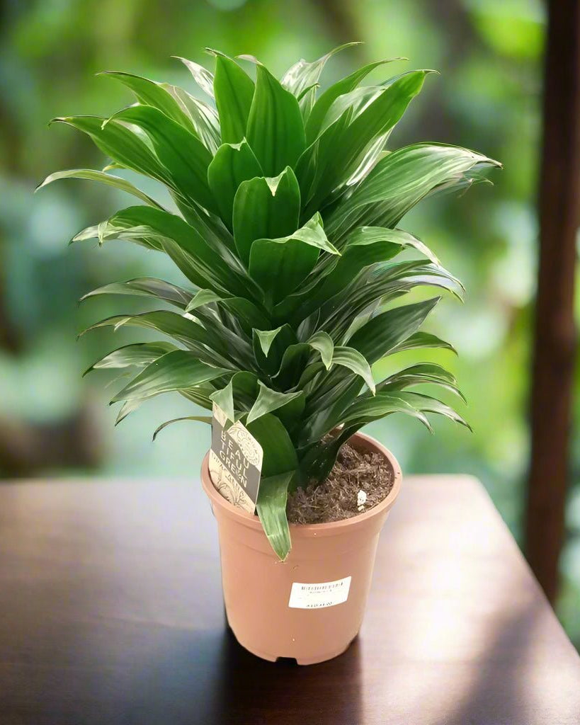 Dracaena Compacta (Dracaena fragrans ‘Compacta’) | Potted, 50–60 cm - Acacia Garden Center