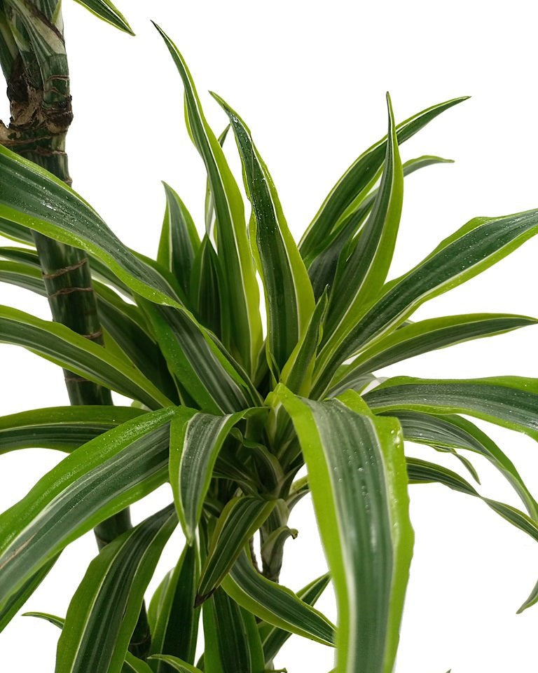 Dracaena Deremensis Warneckii (Lemon lime) - Acacia Garden Center