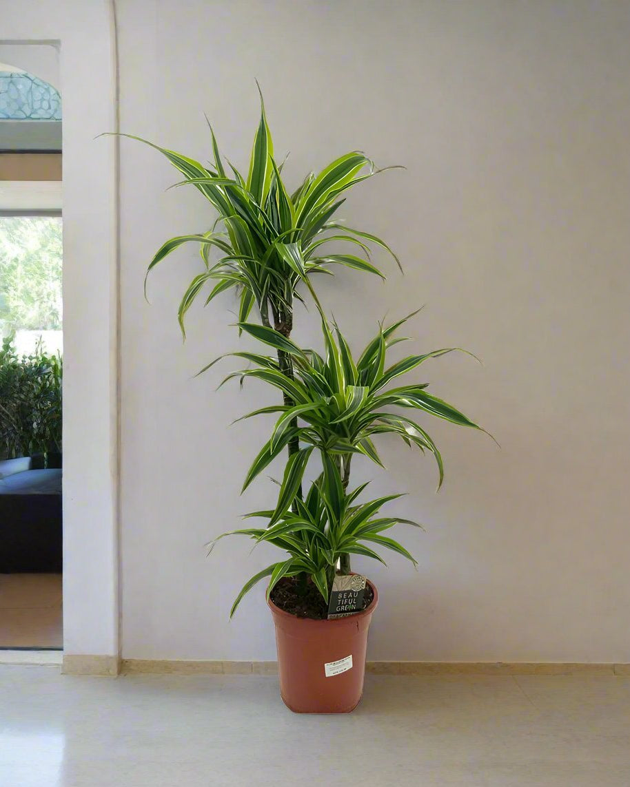 Dracaena Deremensis Warneckii (Lemon lime) - Acacia Garden Center