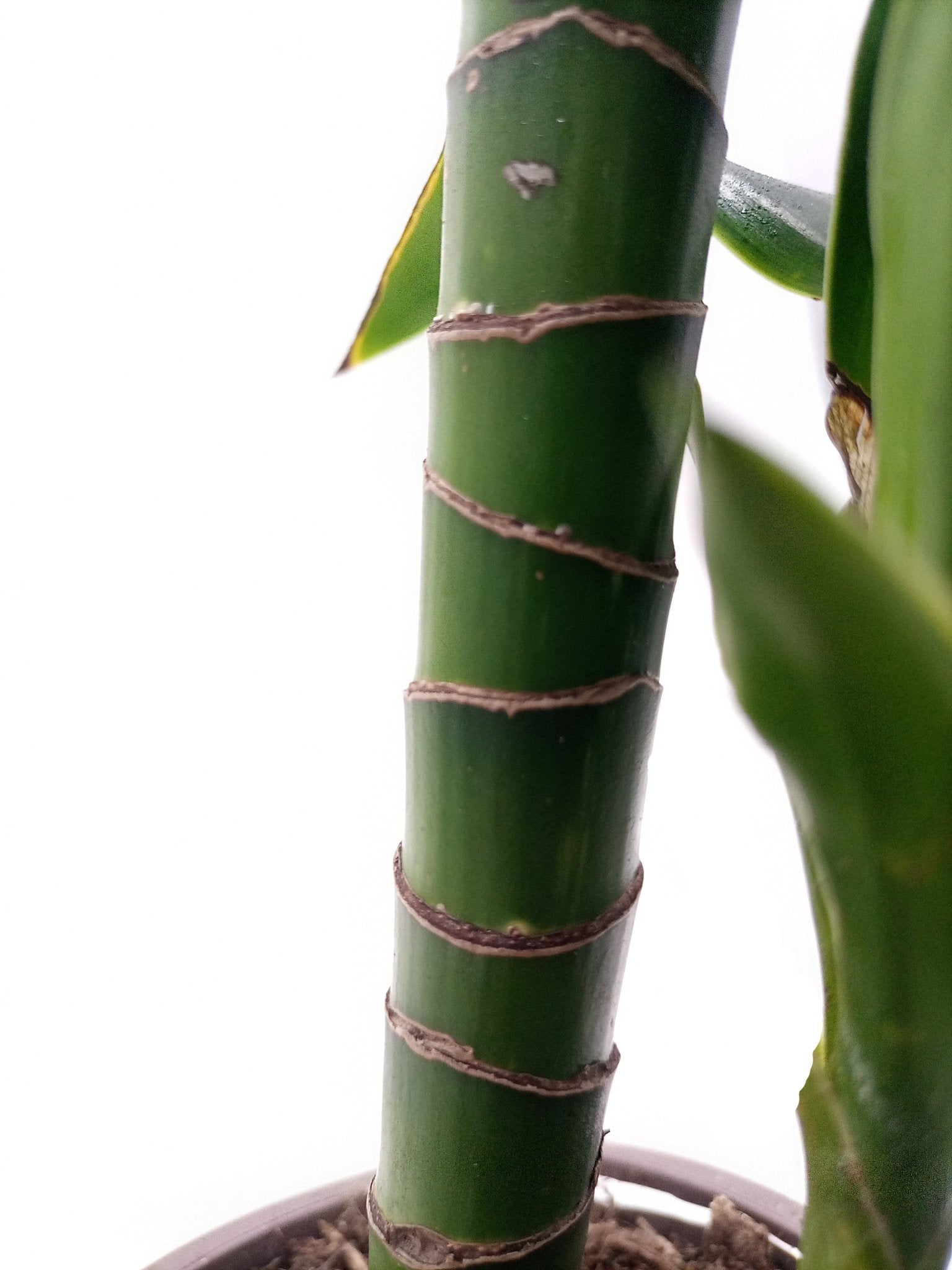Dracaena Fragrance Deremensis (Warneckii) - Acacia Garden Center