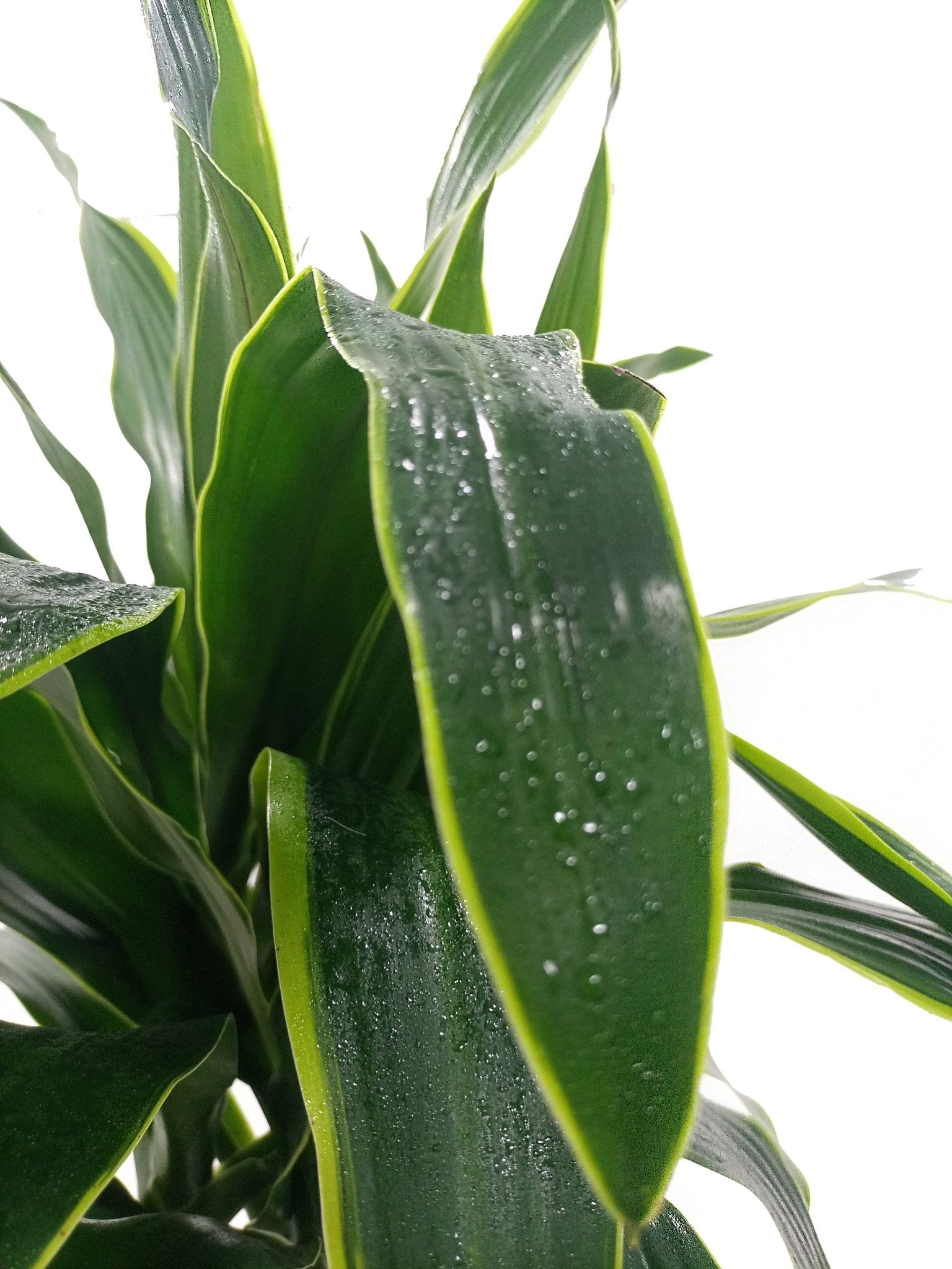 Dracaena Fragrance Deremensis (Warneckii) - Acacia Garden Center