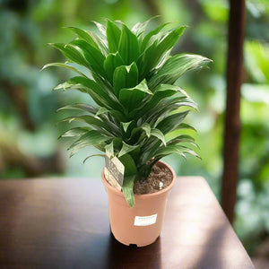 Dracaena Fragrans Compacta (Corn | Conrnstalk plant) | 50 - 60 cm - Acacia Garden Center